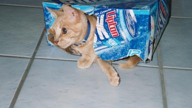 Wellz, since der is no tea in dere Iz betta leave, I no of one more tea box, I'z gonna go ask Mystic!