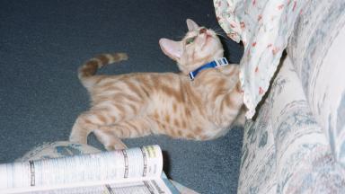 Attack da couch!