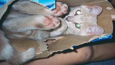 Hmmm.. dere's no tea in here! But it does make a cozy beddy bye spot...