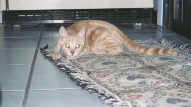Iz gonna GET YU!!