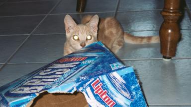 Well here is a Brisk Box, perhaps dere iz sum tea in here? Iz guess I will haffta take a peeksee. Iz gettin reawee thirsty en Iz need sum tea!