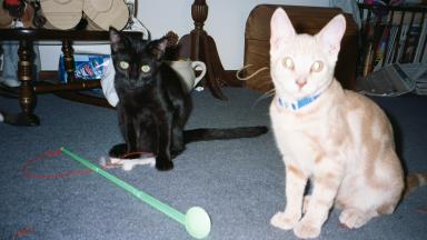 Excoos me? Cood yu get dat camera away fum me?