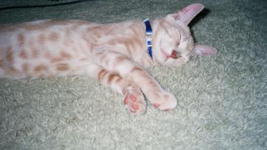 ZzZzZzZz...