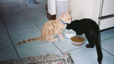 I cood go foe sum water wite now.