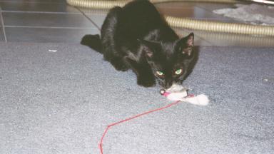 IZ GONNA EAT YU!!