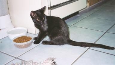 Ta eat, or nat ta eat, dat iz da question?