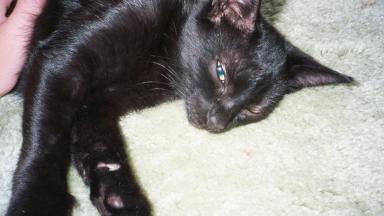 Yeesss, rub ma tummy.