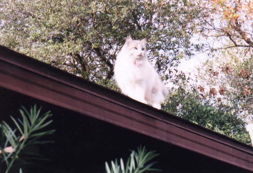 on the rooftop