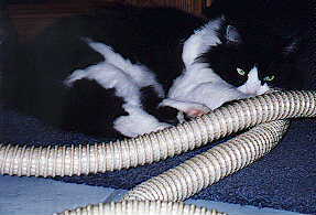 Okay I'm going to take a nap, no vacuuming until I'm done