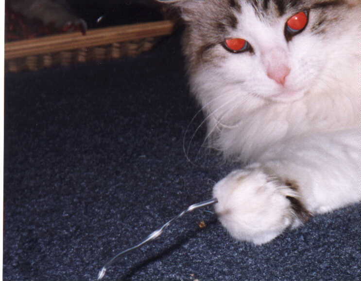 playing with Christmas ribbon