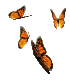 Butterflies!