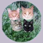 The whole gang!
