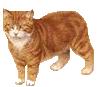 I am a Manx!