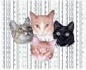 Baby Bird, Siam, Kingsford & Leopold