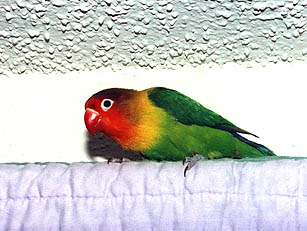 Littlebird's favorite perch