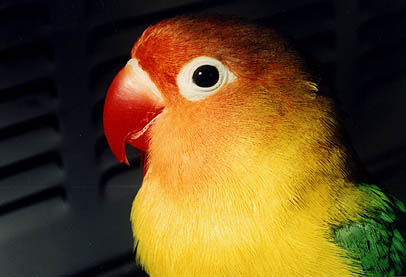 What a pretty bird!