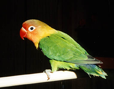 Still a pretty bird