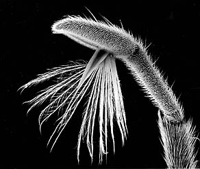 mesotarsus of _Rhagovelia_