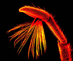 mesotarsus of _Rhagovelia_