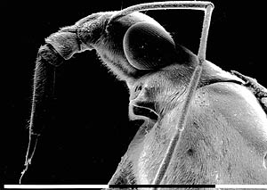 profile of a Gerrid waterstrider