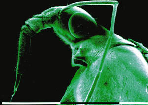 profile of a Gerrid waterstrider