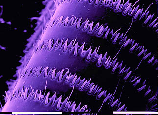 Caudal filament of _Isonychia_