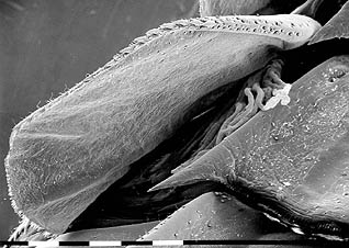 Gill of _Isonychia_, a mayfly