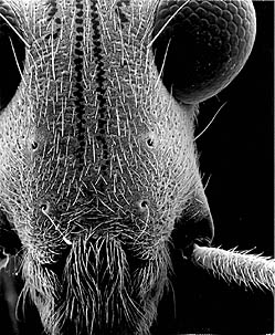 Mesoveliid (a type of waterstrider)