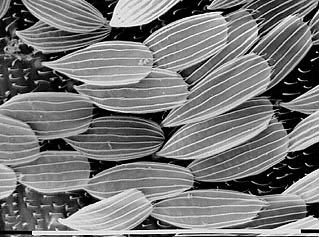 scales on the thorax of an adult mosquito