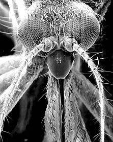 a fermale adult mosquito