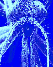 a fermale adult mosquito