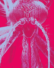 a fermale adult mosquito