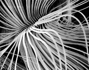 labial brushes of a mosquito larva