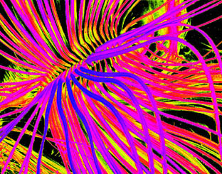 labial brushes of a mosquito larva