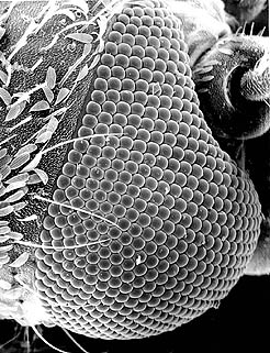 closeup of adult mosquito eye