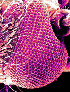 closeup of adult mosquito eye