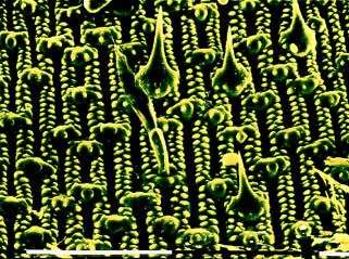 surface of some kind of seed