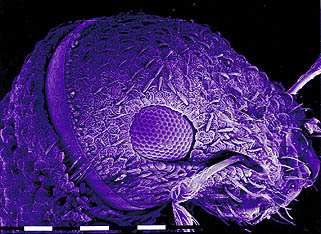 weevil head