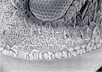 closeup of weevil head
