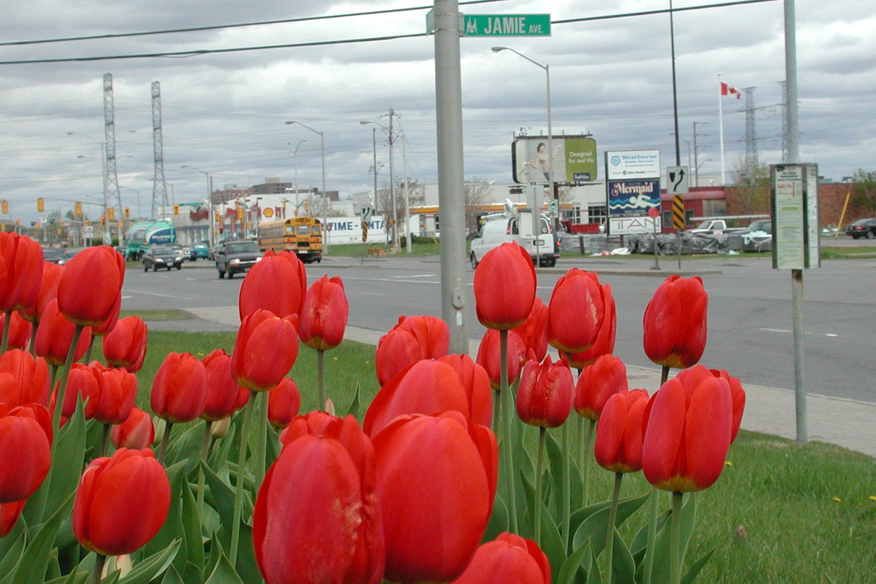 The Merivale Tulips