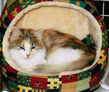 Siberian Cat Desti, siperiankissa Desti, cat show in Estonia, kissanyttely Tallinnassa