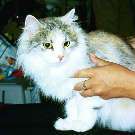 Siberian Cat Desti, International Cat Show in Tallinn, Estonia, Siperiankissa Desti, kansainvlinen kissanyttely, Tallinna, Viro,