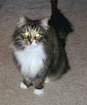 Siberian Cat Evelena, siperiankissa Evelena, Paris, KY, USA, Siberian Cat Picture Gallery, siperiankissojen kuvagalleria