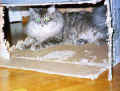 My box is my castle - Laatikkoni on linnani(32364 Byte)