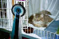 Gordi, the Champion(46490 Byte)
