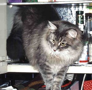 Siberian Cat Gordi in the kitchen, siperiankissa Gordi keittiss, kissojen kuvia, pictures of cats, cat pictures