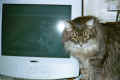 Future Nokia model - Tuleva Nokian malli? (57952 Byte)