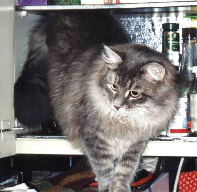 Siberian Cat Gordi, siperiankissa Gordi, kissojen kuvia,cat pictures