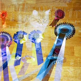 Siberian Cat Gordi, Champion, FIFe Cat Show in Helsinki, Finland, July 29, 2000