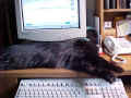 Sasha2000d.jpg (28708 Byte)